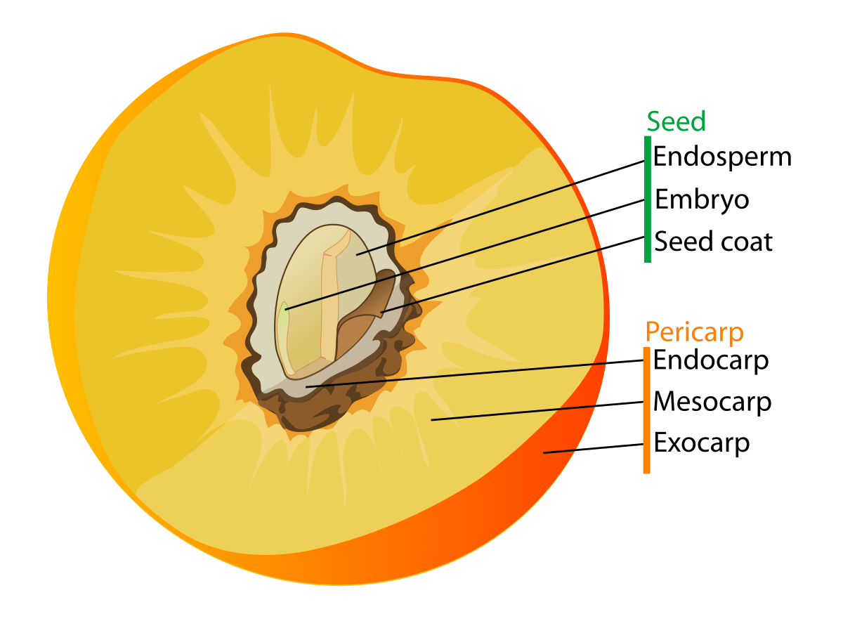 Diagram of a drupe